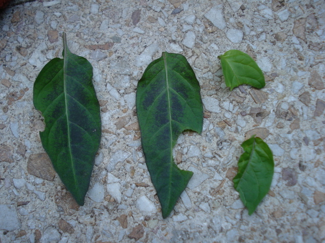 [Foto de planta, jardin, jardineria]