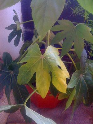 [Foto de planta, jardin, jardineria]