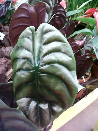 [Foto de planta, jardin, jardineria]