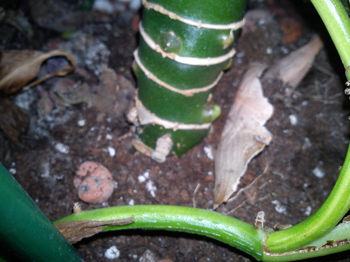 [Foto de planta, jardin, jardineria]