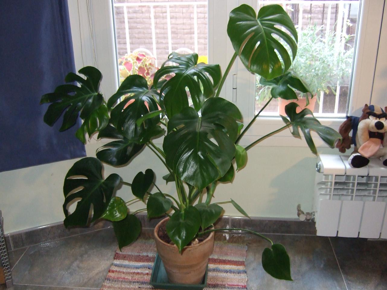 [Foto de planta, jardin, jardineria]
