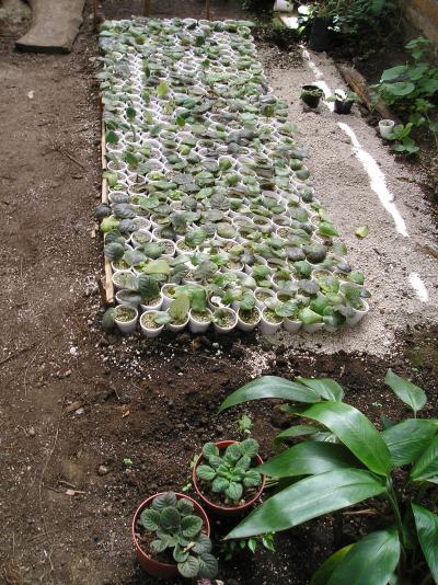 [Foto de planta, jardin, jardineria]