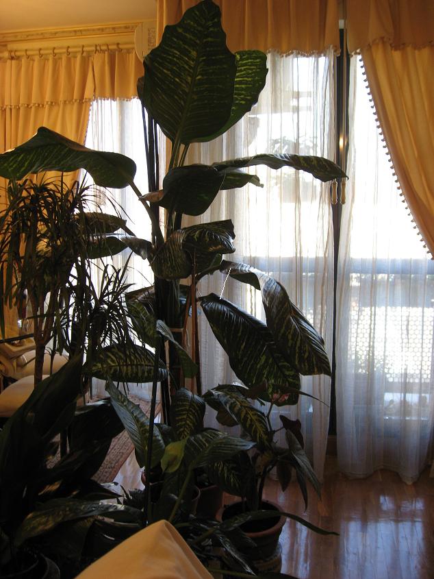 [Foto de planta, jardin, jardineria]