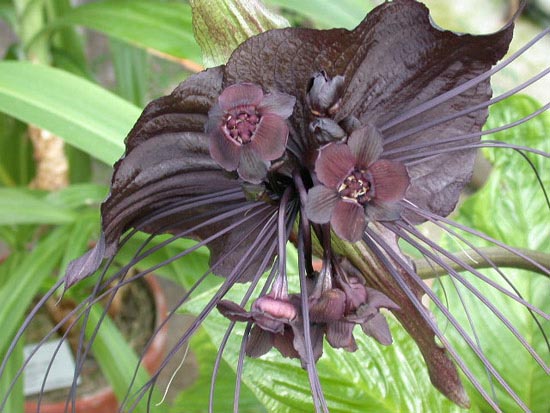 Flor murciélago (Tacca chantrieri)