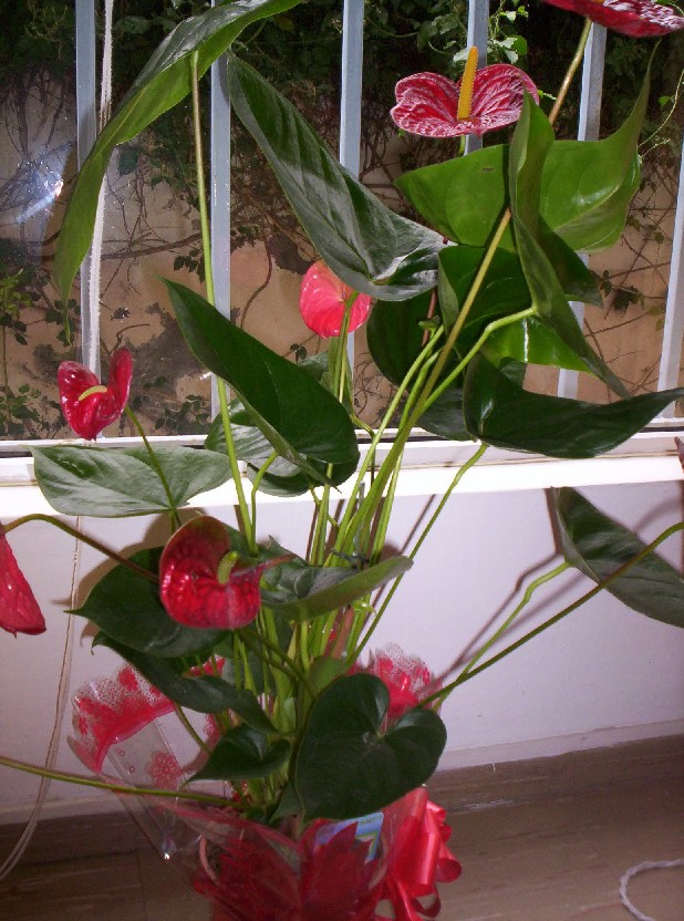 [Foto de planta, jardin, jardineria]