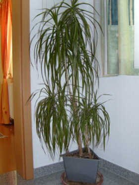 [Foto de planta, jardin, jardineria]