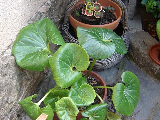 [Foto de planta, jardin, jardineria]