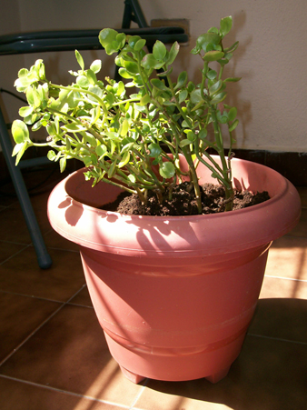 [Foto de planta, jardin, jardineria]