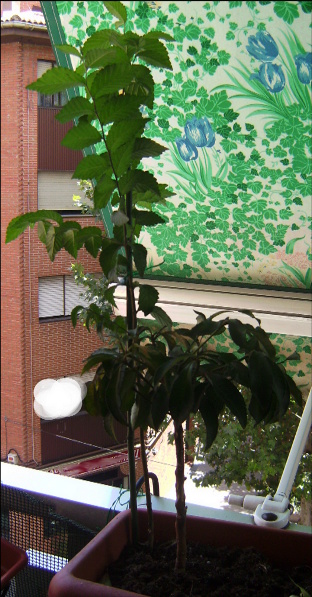 [Foto de planta, jardin, jardineria]