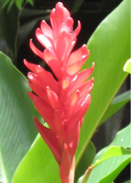 [Foto de planta, jardin, jardineria]
