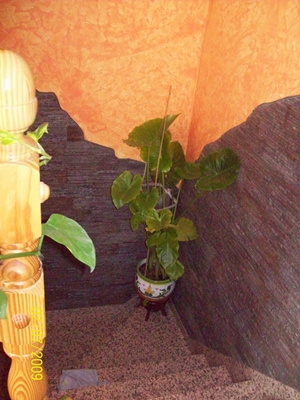 [Foto de planta, jardin, jardineria]
