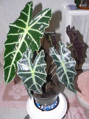 [Foto de planta, jardin, jardineria]