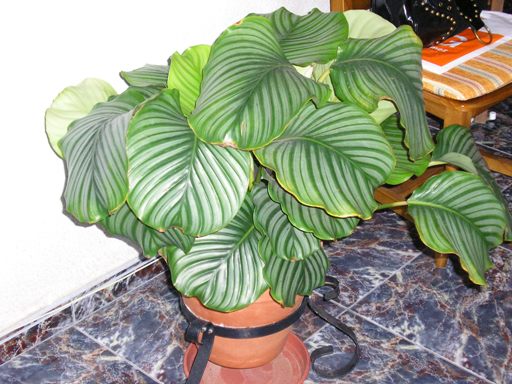 [Foto de planta, jardin, jardineria]