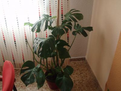 [Foto de planta, jardin, jardineria]