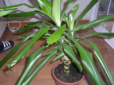 [Foto de planta, jardin, jardineria]