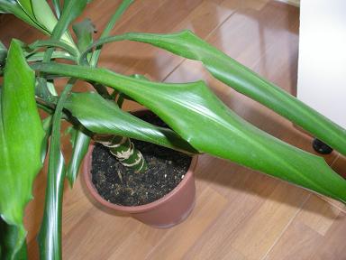 [Foto de planta, jardin, jardineria]