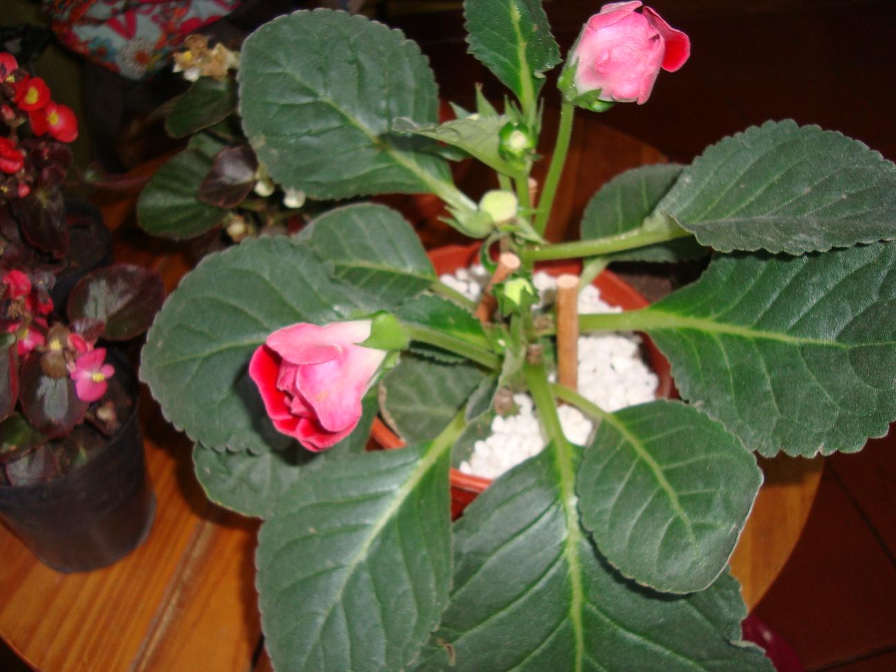 [Foto de planta, jardin, jardineria]