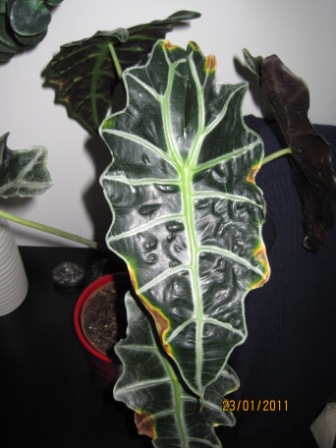 [Foto de planta, jardin, jardineria]