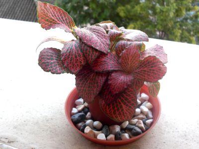 [Foto de planta, jardin, jardineria]