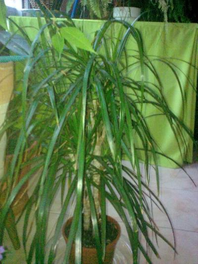 [Foto de planta, jardin, jardineria]