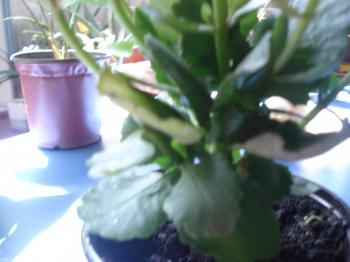 [Foto de planta, jardin, jardineria]