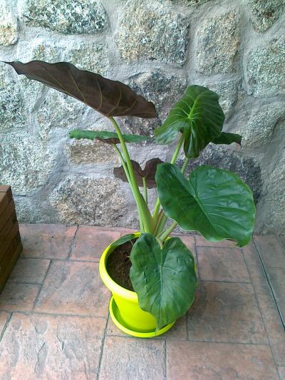 [Foto de planta, jardin, jardineria]