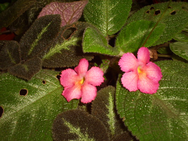 [Foto de planta, jardin, jardineria]