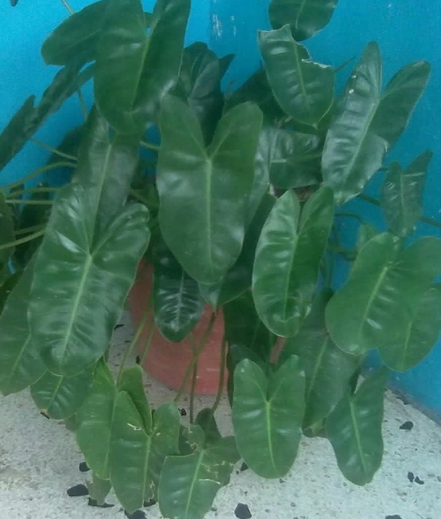 [Foto de planta, jardin, jardineria]