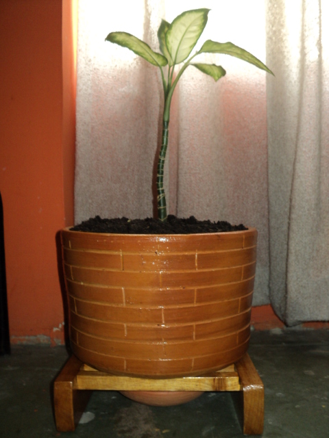 [Foto de planta, jardin, jardineria]