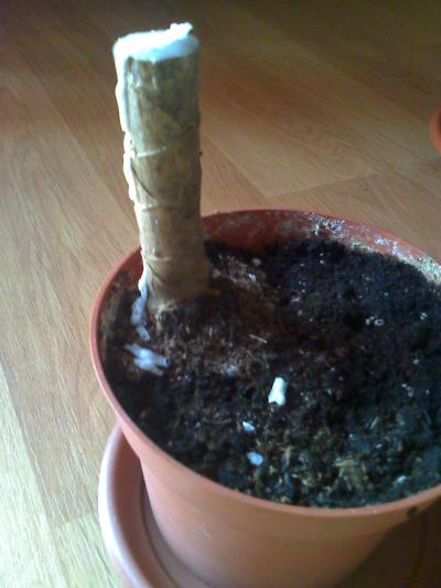 [Foto de planta, jardin, jardineria]