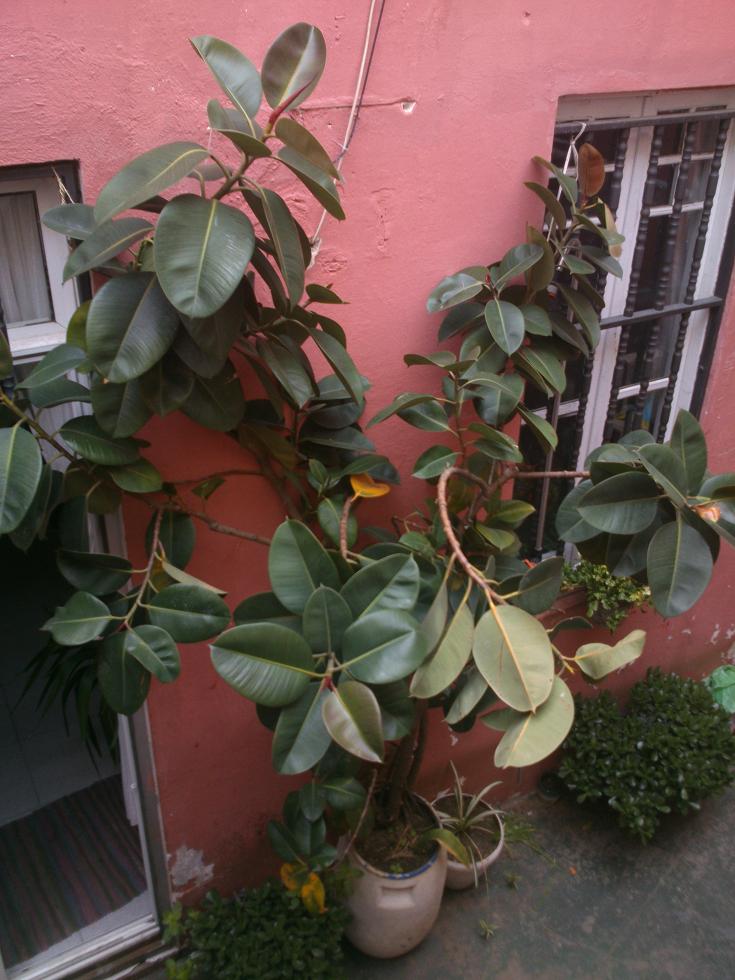 [Foto de planta, jardin, jardineria]