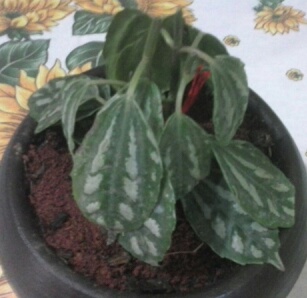 [Foto de planta, jardin, jardineria]