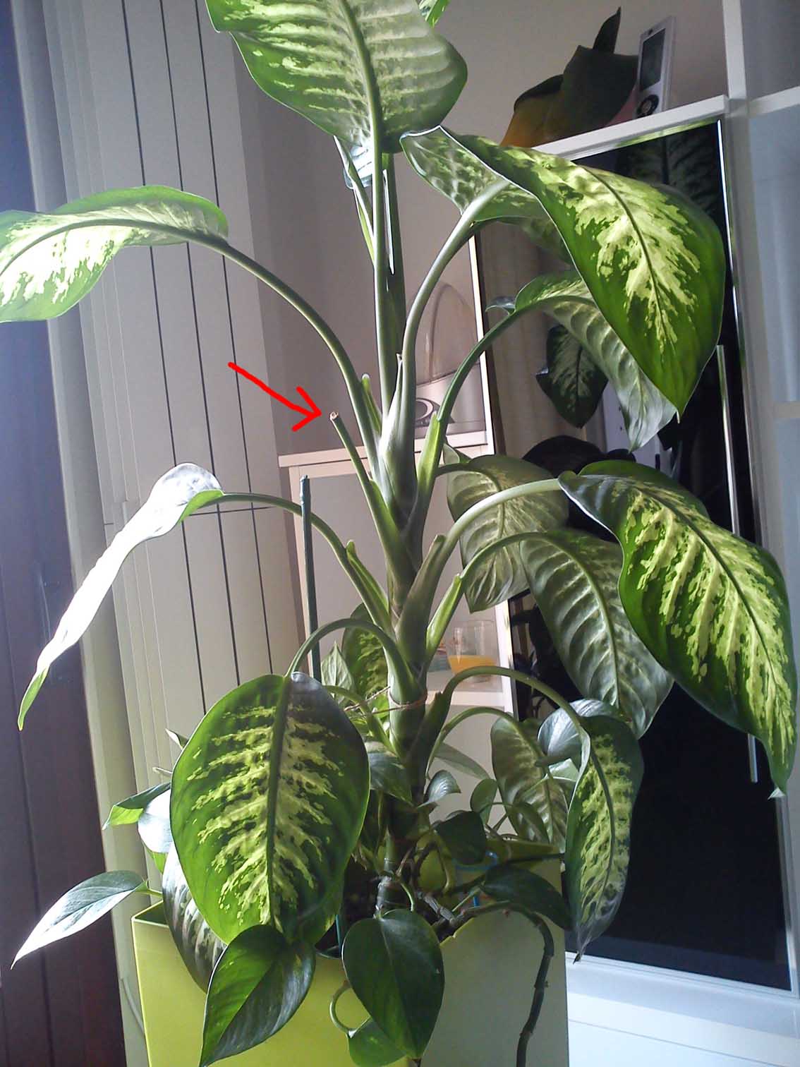 [Foto de planta, jardin, jardineria]