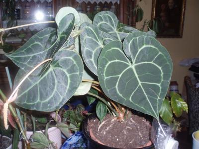 [Foto de planta, jardin, jardineria]