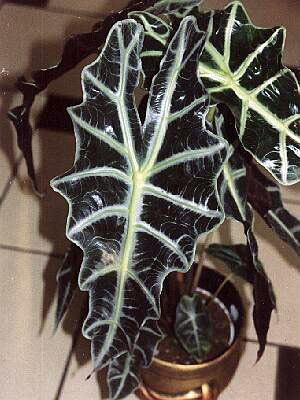 [Foto de planta, jardin, jardineria]