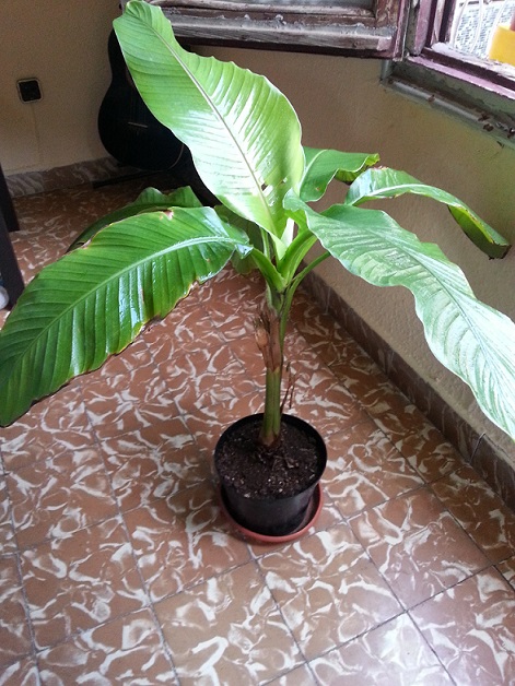 [Foto de planta, jardin, jardineria]