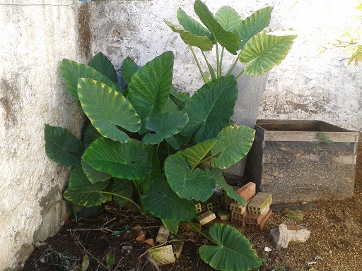 [Foto de planta, jardin, jardineria]