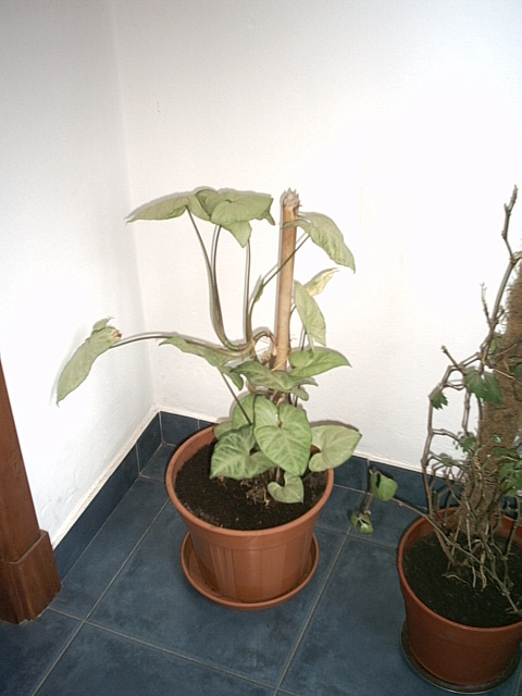 [Foto de planta, jardin, jardineria]