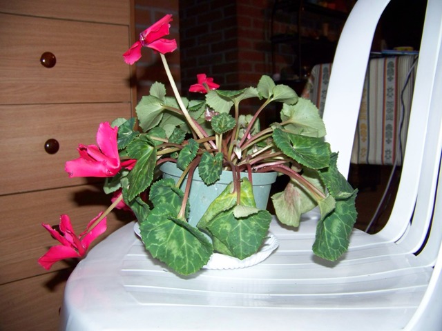 [Foto de planta, jardin, jardineria]