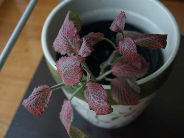 [Foto de planta, jardin, jardineria]