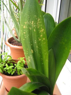 [Foto de planta, jardin, jardineria]