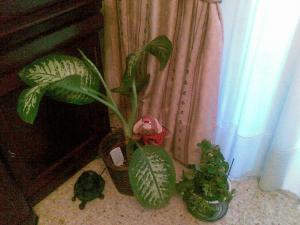[Foto de planta, jardin, jardineria]