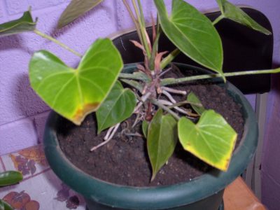 [Foto de planta, jardin, jardineria]