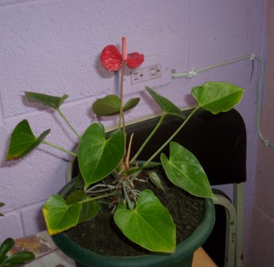 [Foto de planta, jardin, jardineria]