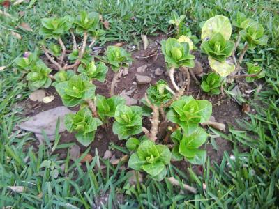 [Foto de planta, jardin, jardineria]