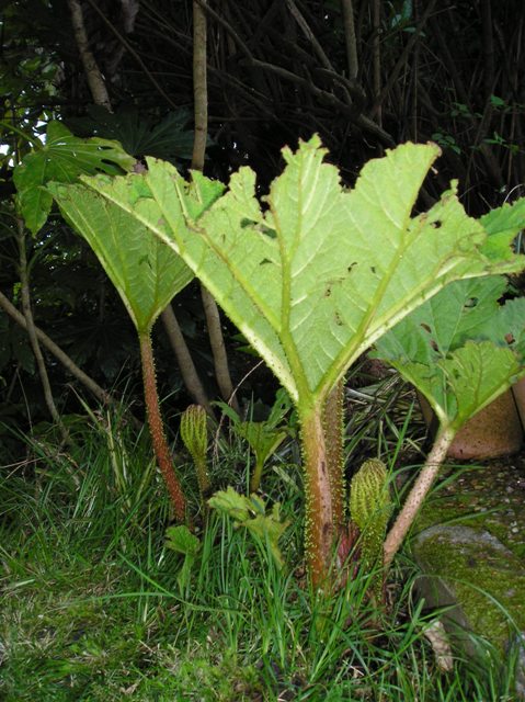 [Foto de planta, jardin, jardineria]