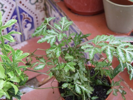 [Foto de planta, jardin, jardineria]