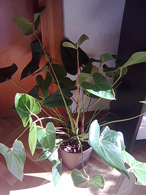 [Foto de planta, jardin, jardineria]