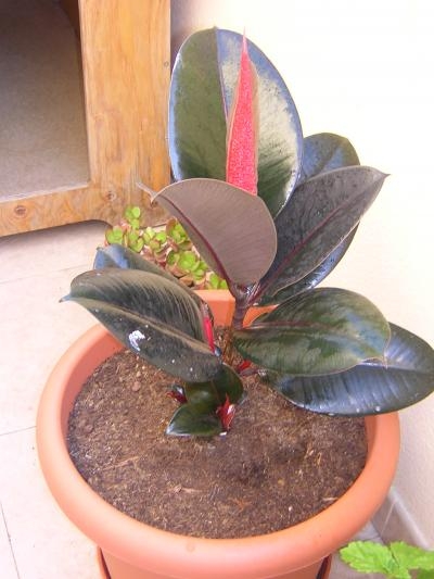 [Foto de planta, jardin, jardineria]