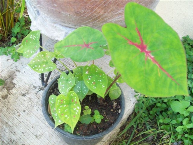 [Foto de planta, jardin, jardineria]